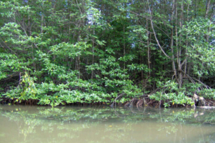 can-gio-mangrove-forest